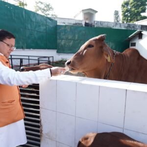  सीएम धामी ने गोवर्धन पूजा के अवसर पर की गायों की पूजा 