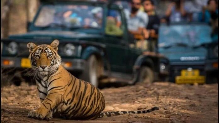 कॉर्बेट नेशनल पार्क में शुरू हुई नाइट स्टे की सुविधा, अब देना होगा अधिक शुल्क